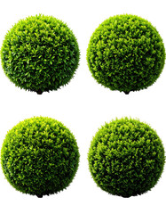 Four meticulously trimmed, spherical, lush green bushes against a stark black background