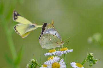 ハルジオンの蜜を吸うモンシロチョウ