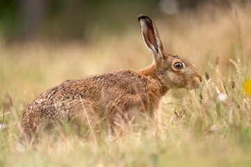 Brown hare, Lepus europaeus, on the grass in the uk in the summer