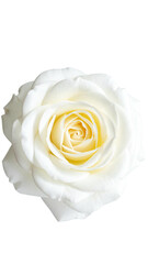 Close-up view of a fully bloomed, pristine white rose with a subtle yellow center, on black