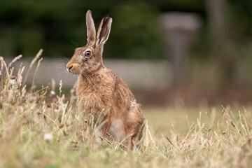 Brown hare, Lepus europaeus, on the grass in the uk in the summer