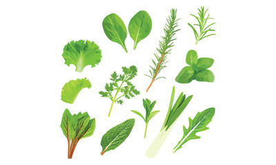 Fresh Green Herbs Illustration Collection – Basil, Parsley, Rosemary, and Aromatic Leaves