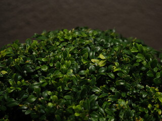 boxwood spherical ornamental bush plant in a pot .night garden