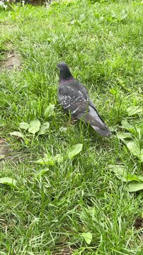 Pigeon walking on fresh green grass in a park during summer. Natural outdoor scene with a wild dove bird exploring its environment.