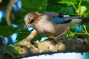 Portrait of young Eurasian jay (Garrulus glandarius) in the forest