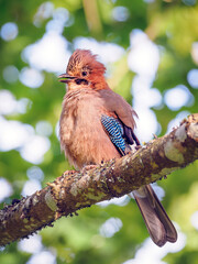 Portrait of young Eurasian jay (Garrulus glandarius) in the forest