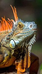 Fototapeta premium Spiny-Tailed Iguana beautiful high-resolution image with vibrant colors and clarity.