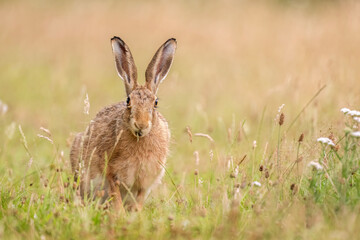 Brown hare, Lepus europaeus, on the grass in the uk in the summer