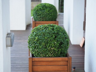boxwood bushes in wooden pots on a garden terrace