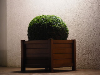 boxwood bushes trimmed into a ball shape