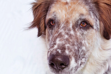 Attentive looking up dog, portrait