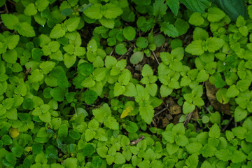 Natural background of green leaves, nature abstract wallpaper