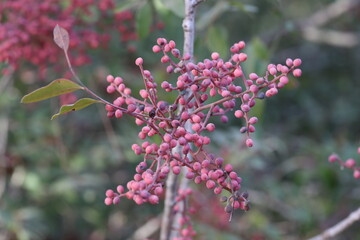 berries  Pistacia terebinthus tree in summer