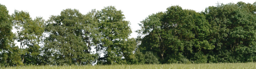 Large tree background