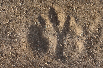 foot print of a dog on sand