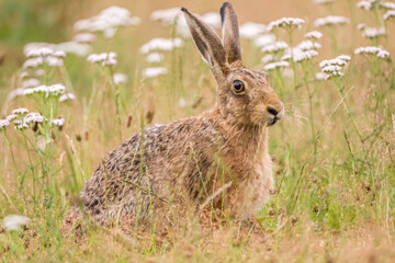 Brown hare, Lepus europaeus, on the grass in the uk in the summer