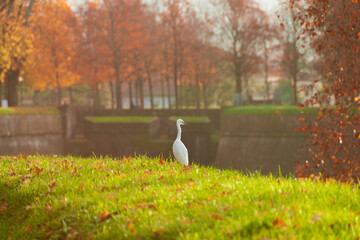 Autumn in Lucca. White heron on city ancient walls among beautiful autumnal leaves
