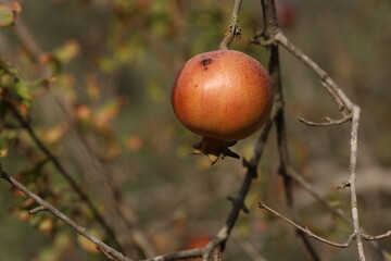 pomegranate fruit on tree in summer
