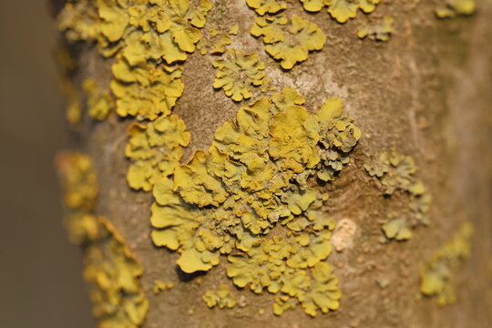 lychen growing on bark of a tree 