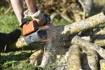 Gros plan sur une tronçonneuse en action coupant une bûche couverte de mousse / Close-up of chainsaw cutting a mossy log in autumn