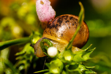 Macro shot of a garden snail with a patterned shell exploring green foliage and a pink flower, revealing nature's intricate miniature world