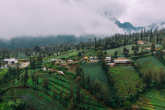 Aerial view of terraced fields meet a village nestled amidst the rolling hills, shrouded in mist, creating a tranquil escape, Mt. Bromo, East Java, Indonesia.