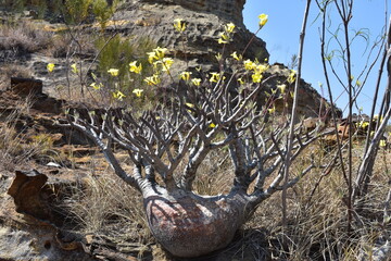 madagascar - plants