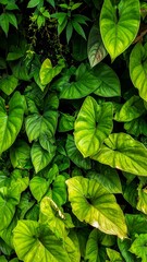 Lush Green Foliage - A Vibrant Display of Natures Beauty.