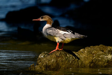 Gänsesäger // Common merganser (Mergus merganser) 