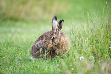 Fototapeta premium Brown hare, Lepus europaeus, on the grass in the uk in the summer
