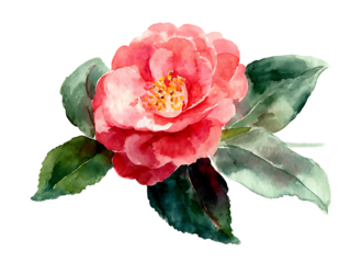 Watercolor Camellia Beautiful Floral Art Print