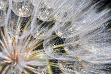 Extreme macro close-up of a dandelion seed head (goat's beard), showing the intricate fibrous structure of the pappus and seeds with high detail and texture.