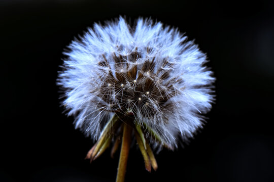 Close-up macro of a mature dandelion seed head (blowball) with fuzzy white parachute seeds ready to disperse, dramatically isolated against a pure black background.