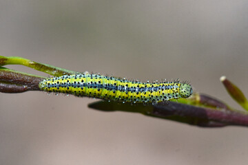 Macro view of vibrant green and yellow caterpillar with distinct black spots, crawling along dark plant stem. moth larva is sharply focused against a smooth, light brown background