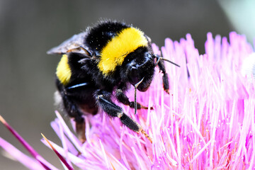 A large, fuzzy bumble bee (Bombus species) with its distinctive yellow and black stripes, actively pollinating a vibrant pink and purple thistle flower in a detailed macro shot outdoors.