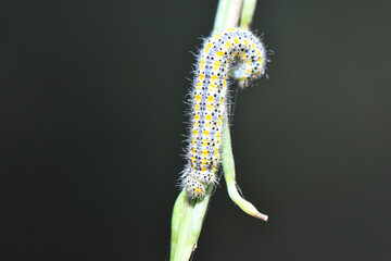 Macro shot of a moth caterpillar with yellow and white spots on a green plant stem, set against a dark, bokeh background, highlighting its vibrant colors and texture.