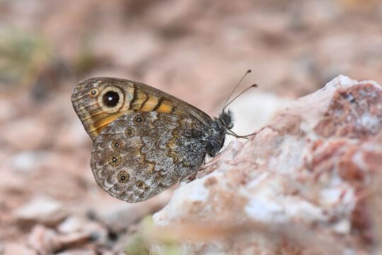 Wall Brown butterfly, Lasiommata megera with wings closed, resting on rocky surface. underside shows cryptic pattern of brown and gray mottling, with prominent, single,white-pupilled eyespot. 