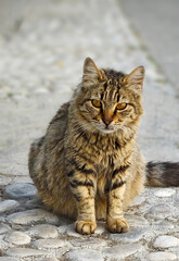 Obraz premium Portrait of a fluffy, long-haired tabby cat with prominent amber eyes, sitting calmly on a rough cobblestone street.