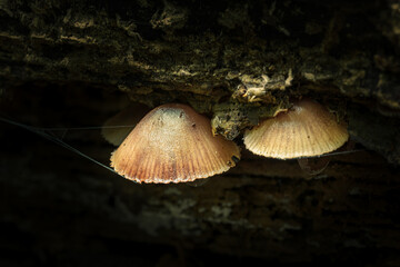 Close-up of forest mushrooms in autumn in the Taunus
