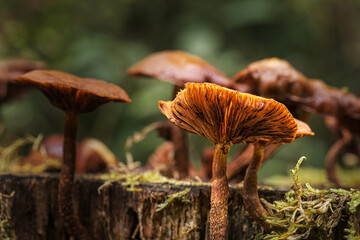 Close-up of forest mushrooms in autumn in the Taunus