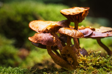 Close-up of forest mushrooms in autumn in the Taunus