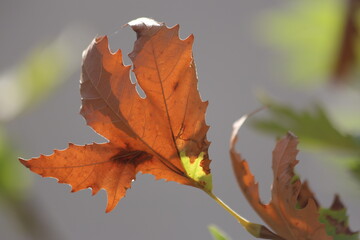 brown plane tree leaf on the branch