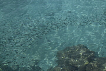 a school of small fish in the sea, top view