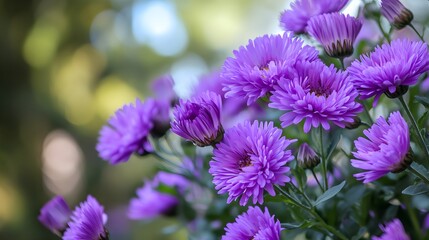 Purple Aster Flowers Soft Focus Background purple flowers