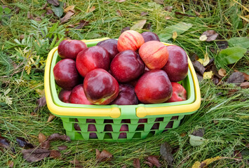 Green basket full of red apples on the grass background