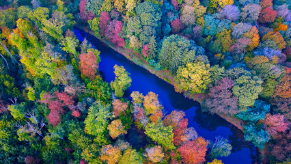 A stunning aerial view of colourful treetops in a deciduous forest during autumn. The image captures vibrant red, orange, and yellow foliage under natural daylight.