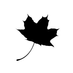 Isolated black silhouette of maple leaf on white background.