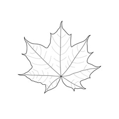 Black line maple leaf. Isolated black outline leaf of maple on white background.