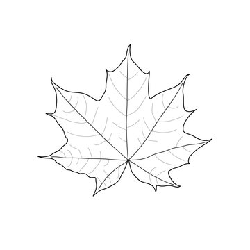 Black line maple leaf. Isolated black outline leaf of maple on white background.