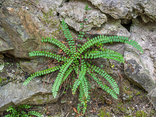 Closeup view of wild green asplenium trichomanes aka maidenhair spleenwort fern growing on old dry stone wall